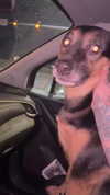 ohheypal Altpins Profile Picture