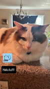 pixieonyxx Altpins Profile Picture