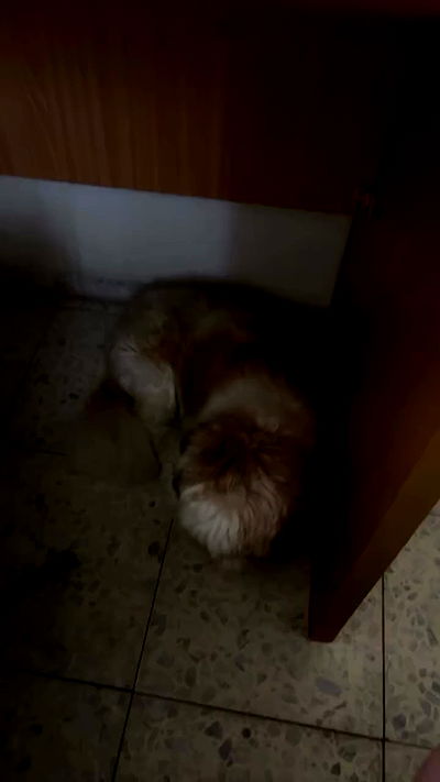 _._dianush._ _._dianush._ archive video