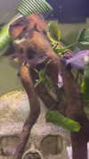 novahnovielli Altpins Profile Picture