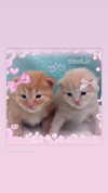 hellowkitty4ever Altpins Profile Picture