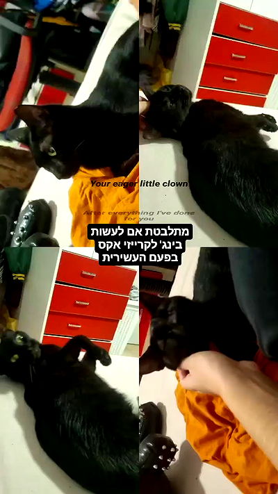 shayli_or shayli_or archive video