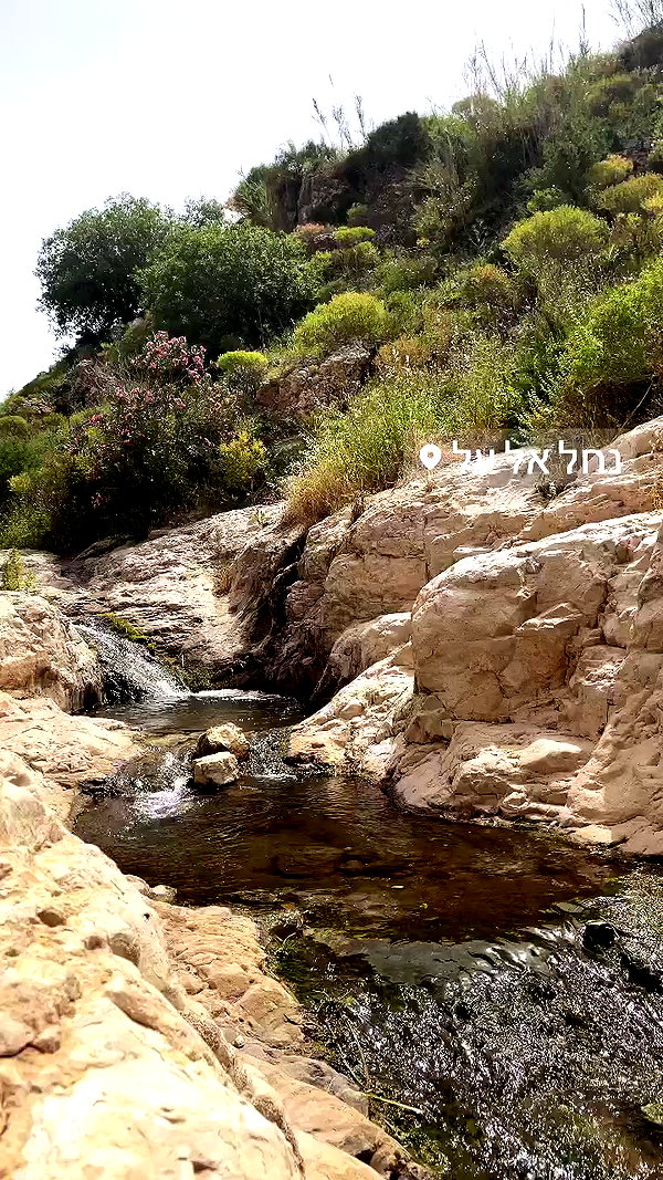 liad.arazi archive video preview
