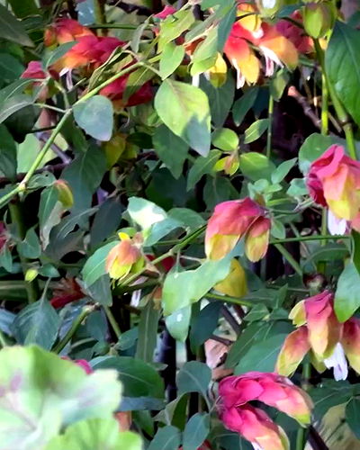 shunli__mei shunli__mei archive video