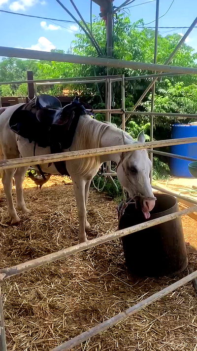 dustheadd dustheadd archive video