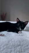 sydney_melman Altpins Profile Picture