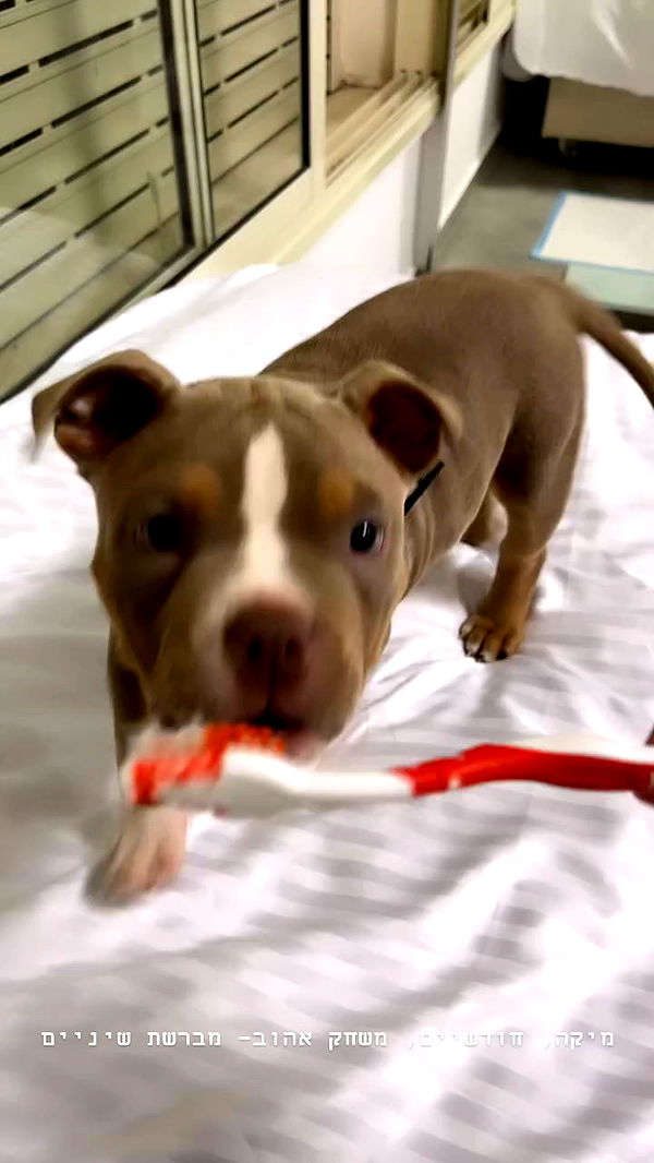 kesemgreenyer archive video preview