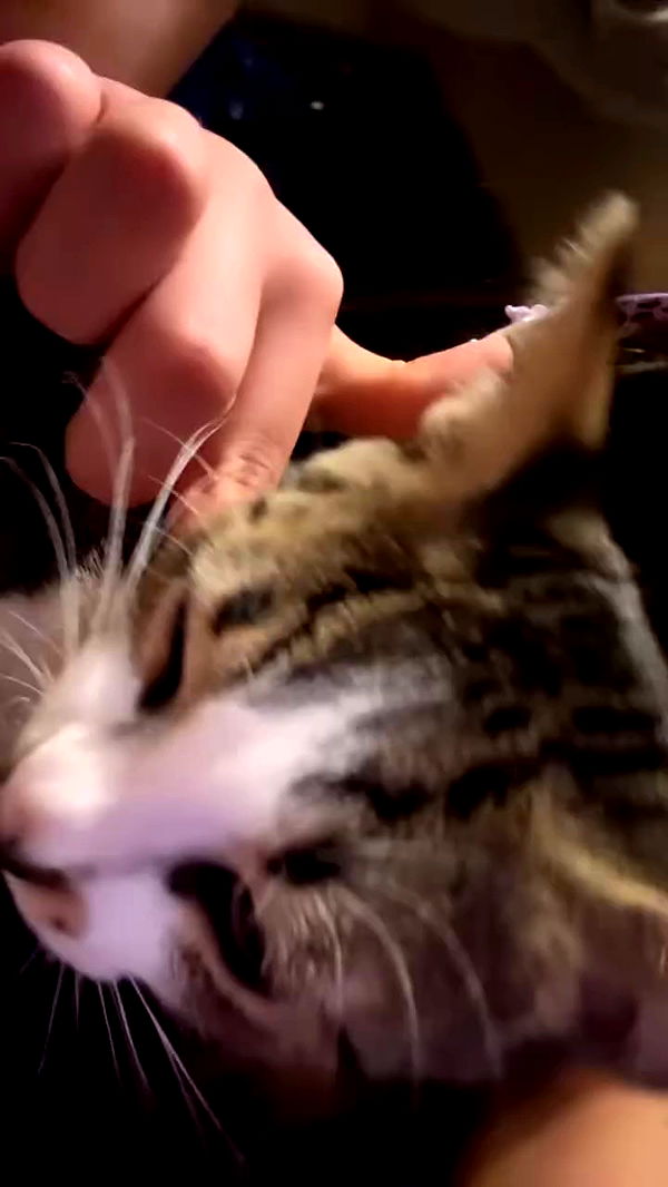 hellokittyangel666 archive video preview