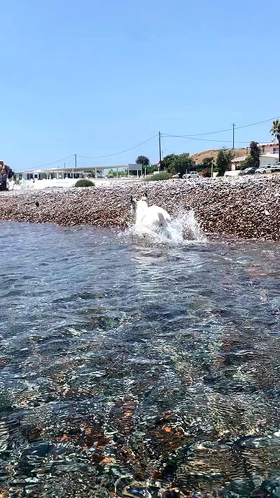 yam_adler yam_adler archive video