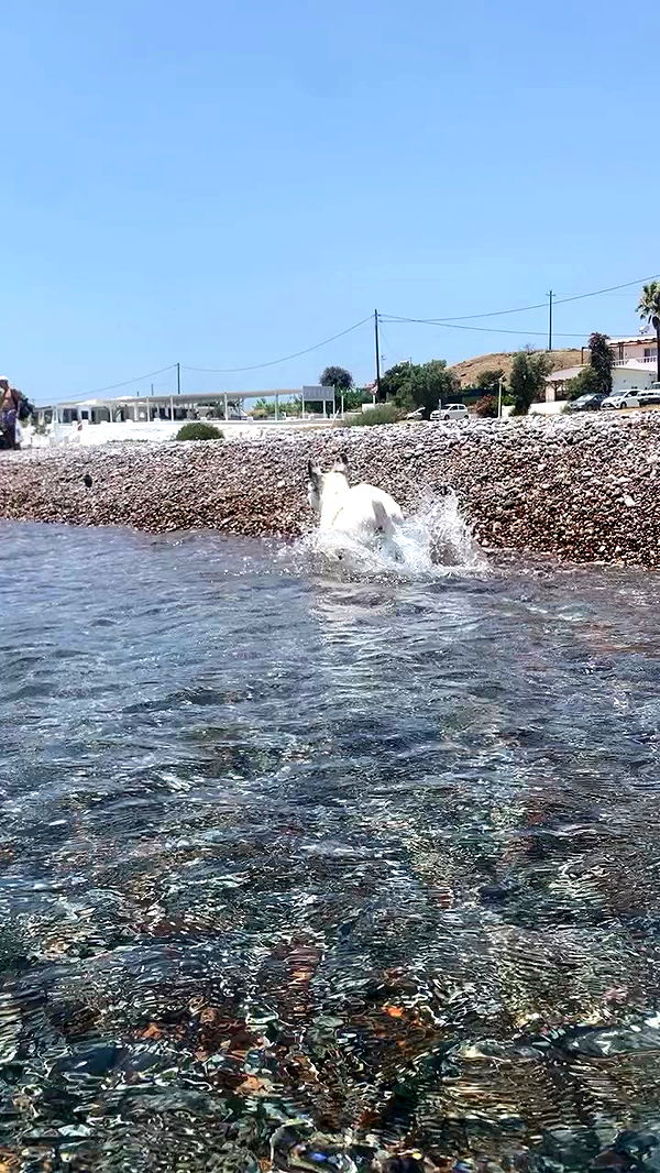 yam_adler archive video preview