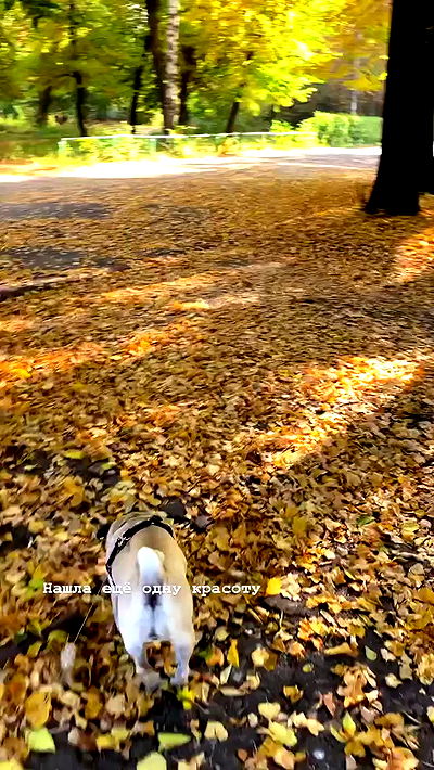 nyityam nyityam archive video