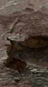 lotembar Altpins Profile Picture