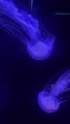porcelainpixi Altpins Profile Picture
