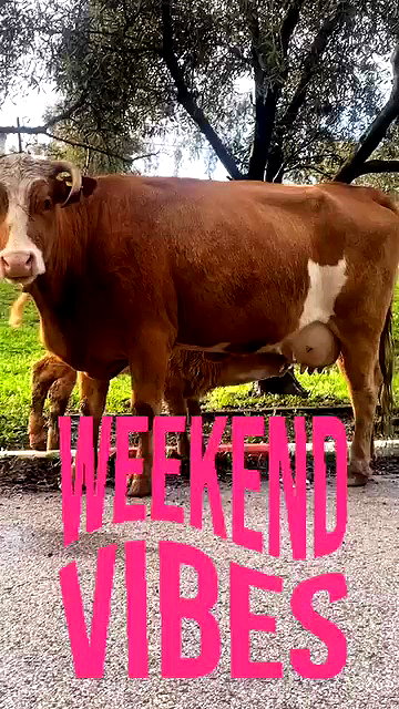 osher_yakir archive video preview