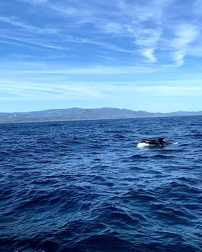 yam_adler yam_adler archive video