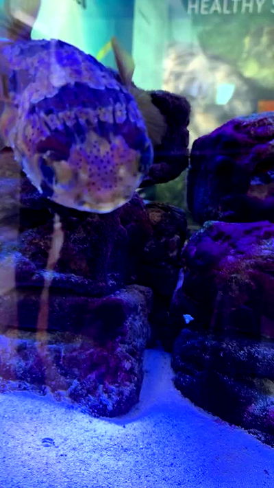 biton__adi biton__adi archive video