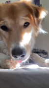 amyeett Altpins Profile Picture