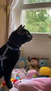 sydney_melman Altpins Profile Picture