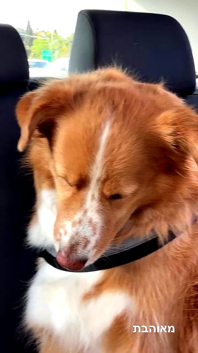 biton__adi biton__adi archive video