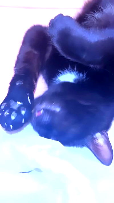 hellokittyangel666 hellokittyangel666 archive video