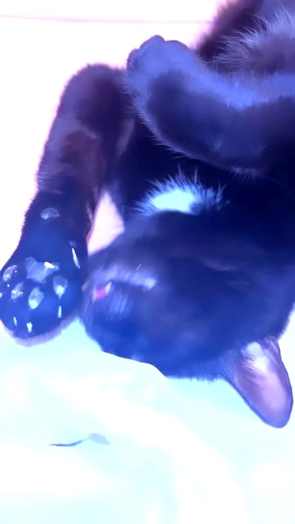 hellokittyangel666 archive video preview