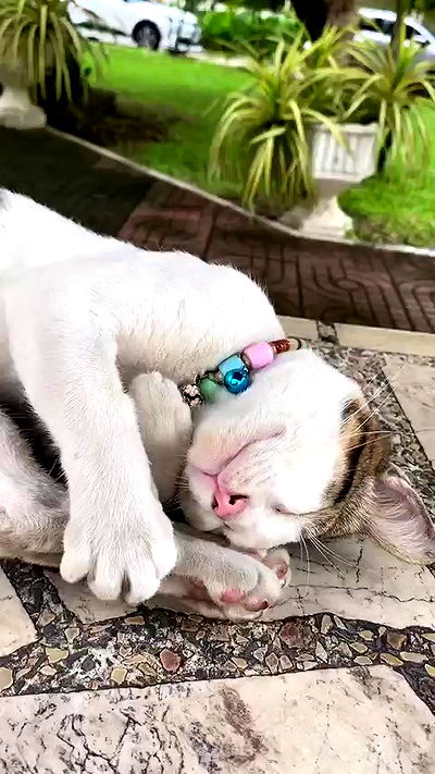 oqr0_ oqr0_ archive video