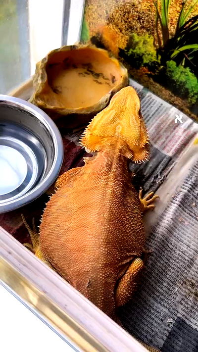 hellokittyangel666 hellokittyangel666 archive video