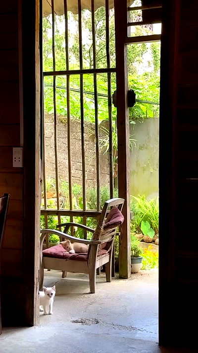 kesemgreenyer kesemgreenyer archive video