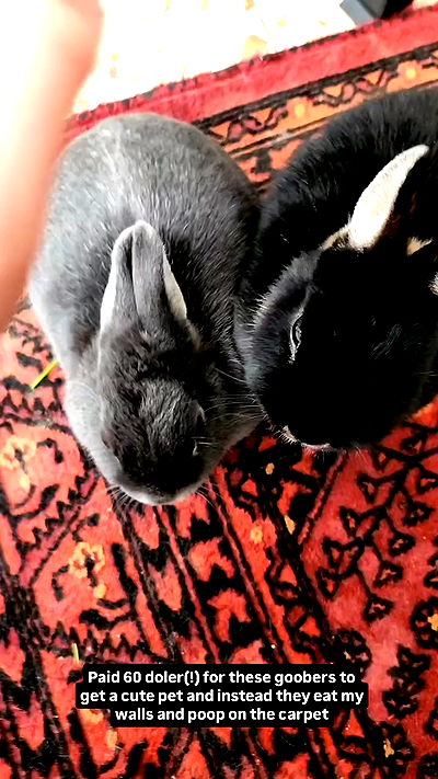 daniella_koosit daniella_koosit archive video