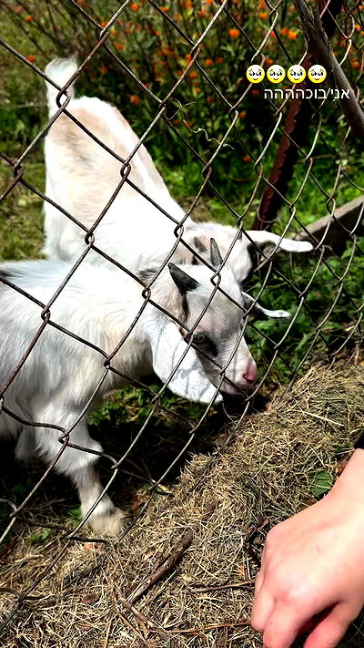 jaroslava_klavir jaroslava_klavir archive video