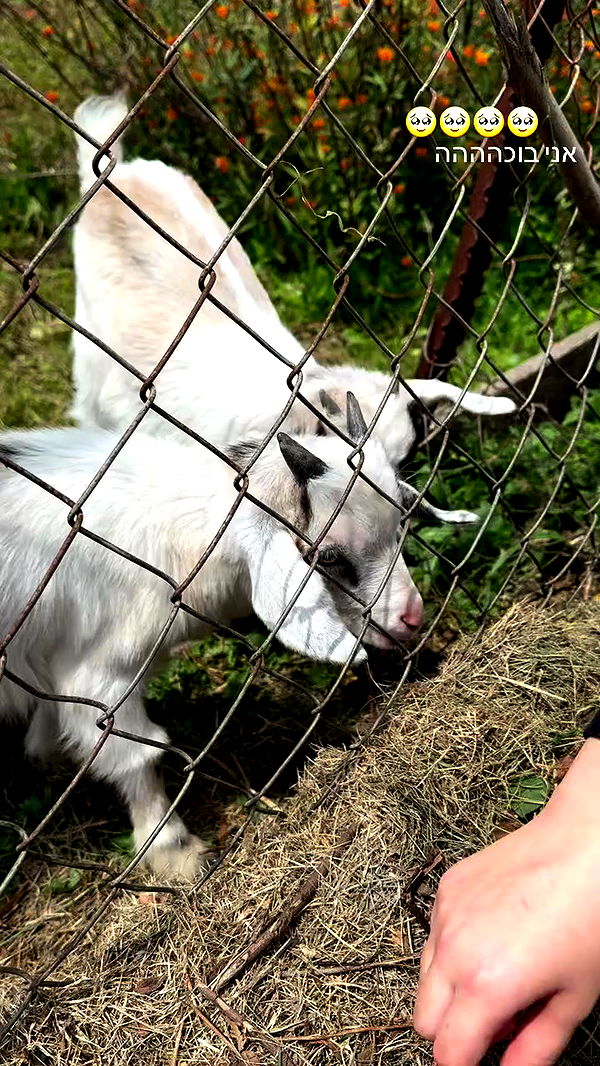 jaroslava_klavir archive video preview