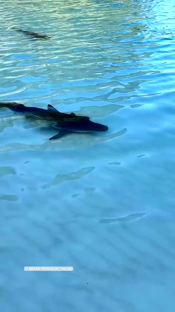 noammalka___ archive video preview