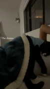 sydney_melman Altpins Profile Picture