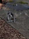 belok_bero Altpins Profile Picture