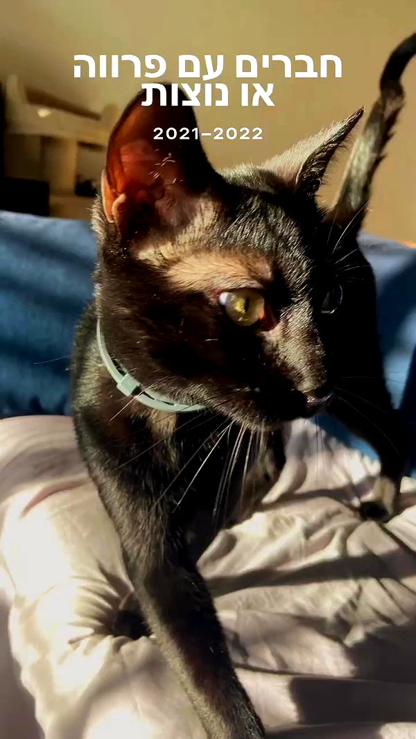 feelbetterinmysweater archive video preview