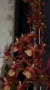 d0lli.ii Altpins Profile Picture