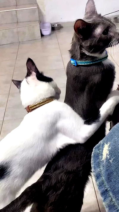 dustheadd dustheadd archive video