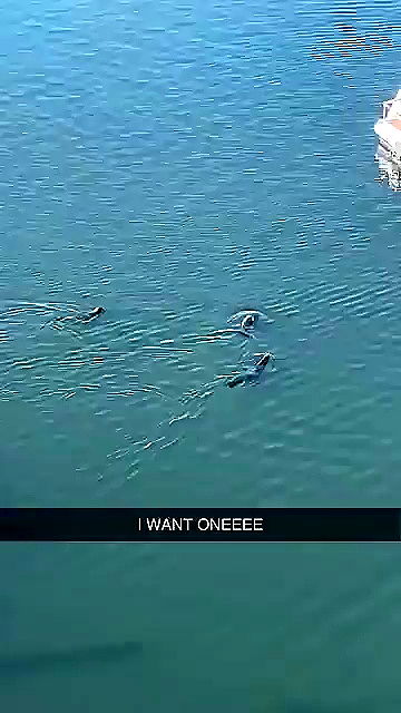 sophieraiin sophieraiin archive video