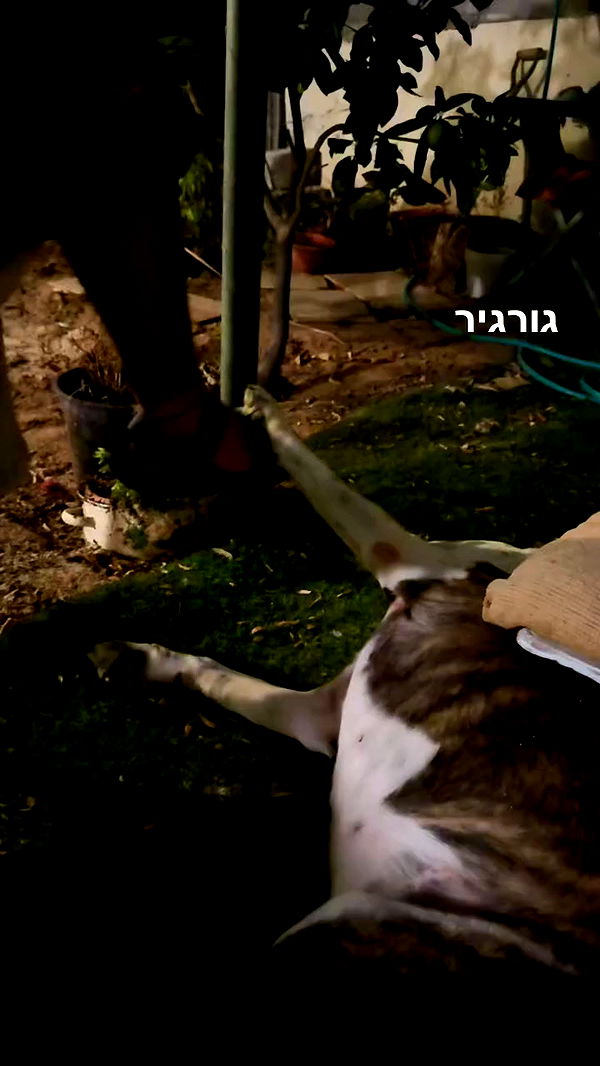 romy_ayalla_lavi archive video preview