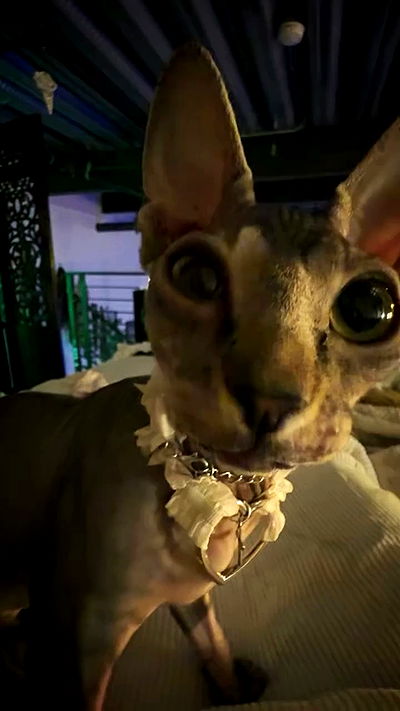 zommmbri zommmbri archive video