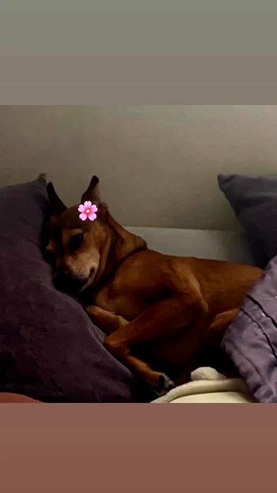 dustheadd dustheadd archive video