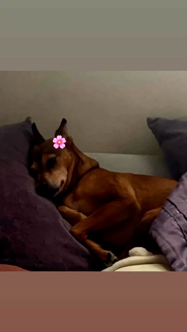 dustheadd archive video preview