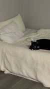 sydney_melman Altpins Profile Picture
