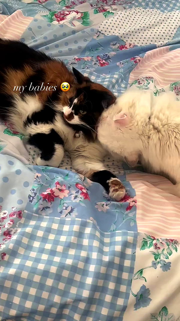 chlochristienx archive video preview