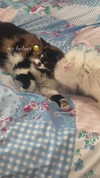 chlochristienx Altpins Profile Picture