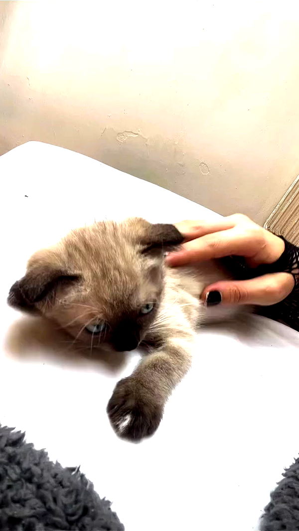 aekamee archive video preview