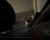 protheme Altpins Profile Picture