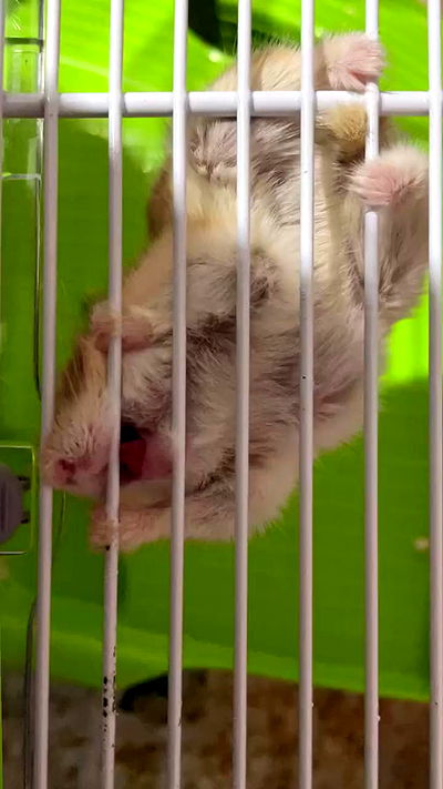 efrat_elmalich efrat_elmalich archive video