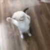 umitsbeee Altpins Profile Picture