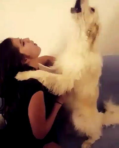 bakedsloths bakedsloths archive video